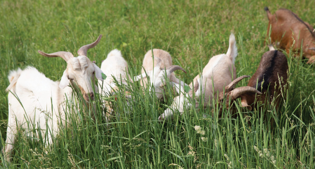 Goats clearing brush in field.