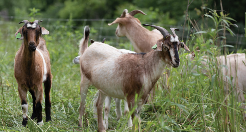 Goats in a field.