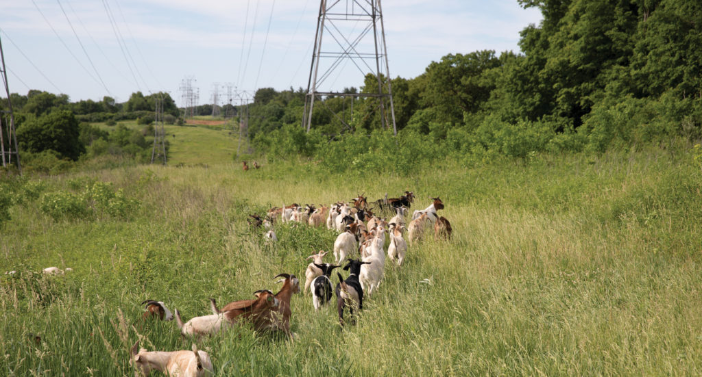 Herd of goats clearing brush near power lines.