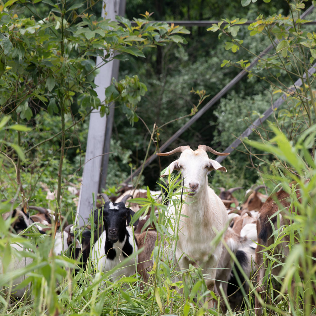 Goats clearing brush under a power line—looking at the camera.