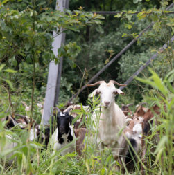 Goats clearing brush under a power line—looking at the camera.