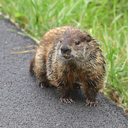 Groundhog Near Roadway